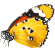 https://www.cscinofilo.it/wp-content/uploads/2019/08/butterfly.png