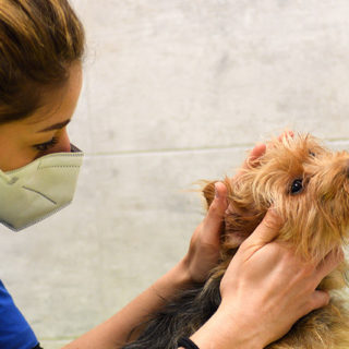 ambulatiorio veterinario roma 2