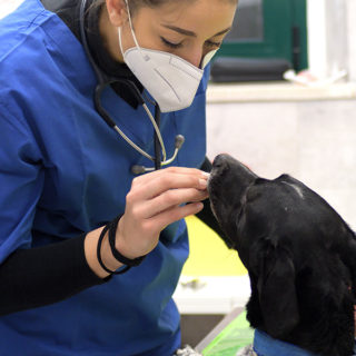 ambulatiorio veterinario roma 6