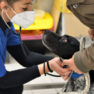 ambulatiorio veterinario roma 8